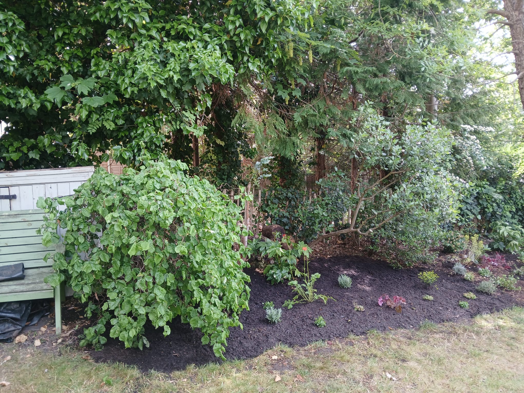 Garden border after mulching and planting
